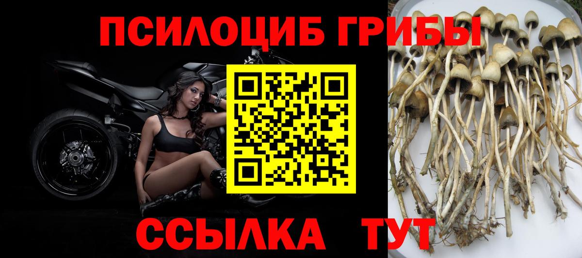 Галлюциногенные грибы GOLDEN TEACHER  Вход с VPN  Киров 
